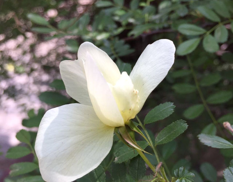 ����c���(d��ng)��Ӱ